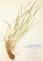 藏品(菵草)的圖片